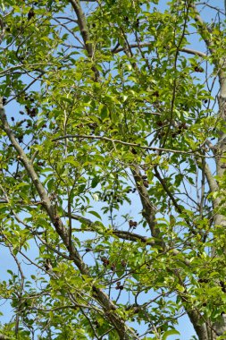 Ormandaki yemyeşil alanın detaylı görüntüsü