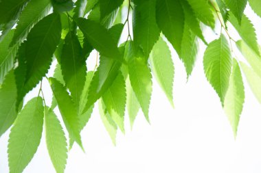 Beyaz arkaplanda taze yeşil yapraklar izole