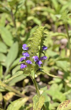 Ormandaki mavi çiçekler