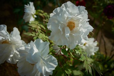Kapat - beyaz gülleri