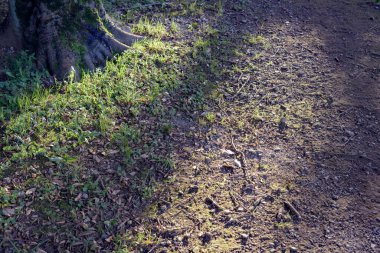 Yeşil çimenlerin ve ağaçların yakınına gölgeli.