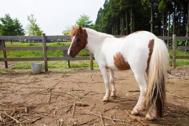 At çiftlikte otluyor..