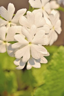 Bahçede beyaz çiçekler