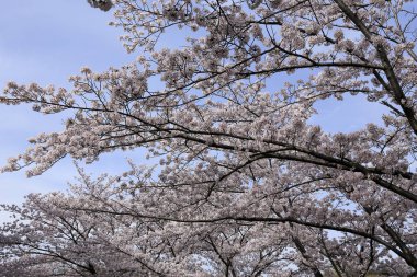 Bahçede güzel bahar kiraz çiçekleri. Japonya