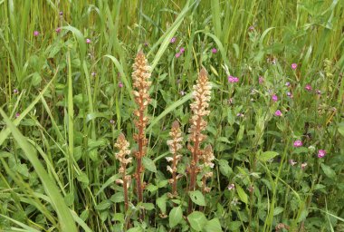 Bahçedeki güzel kırmızı çiçekler