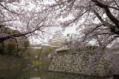Himeji kalesi kiraz çiçekleriyle çevrili.