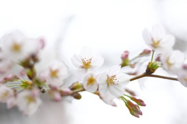 Bahçedeki güzel çiçekler