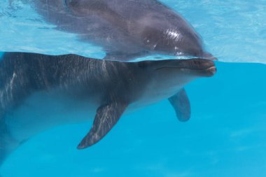 Havuzda yüzen sevimli yunus manzarası