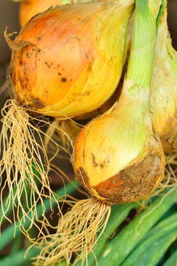 Çiftlikte soğan yakın plan, sebze deseni