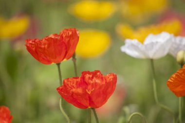 Güzel renkli gelincik çiçekleri tarlada