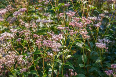 Bahçedeki güzel çiçekler