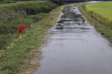 Güzel ıslak yol ve kırsal alanda yeşil çimenler.