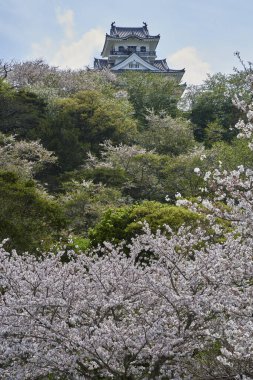 Japonya 'da kiraz çiçeği 
