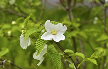 Ağaçtaki bahar çiçekleri