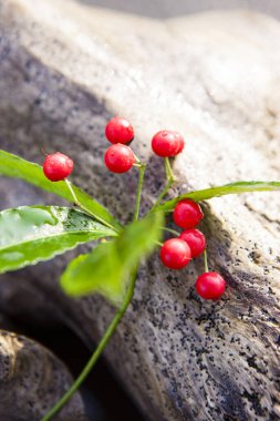 Bahçedeki güzel çiçekler