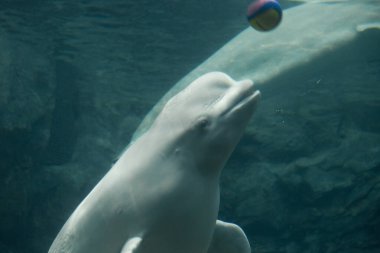 Yunus deniz suyunda yüzüyor