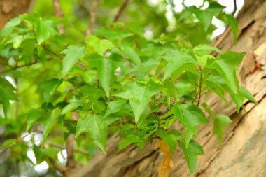 Bir ağacın dallarında yeşil yapraklar