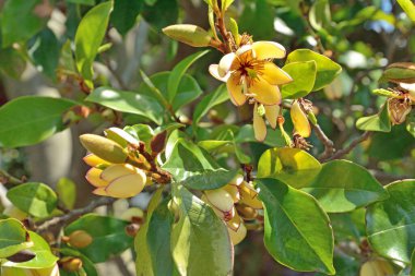 Güzel botanik fotoğrafı, doğal duvar kağıdı.