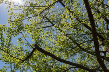 Yeşil ağaç ve mavi gökyüzü ile güzel bir bahar manzarası