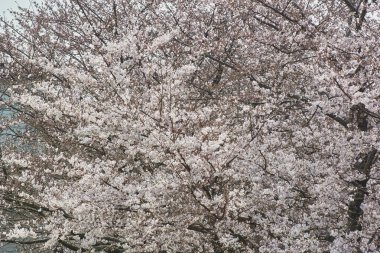 Japonya 'da kiraz çiçeği 