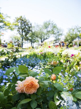 Bahçede büyüyen güzel çiçekler