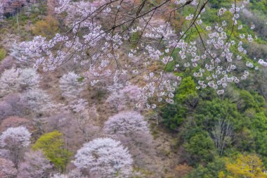 Japonya 'da kiraz çiçekleri