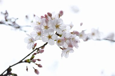 Ağaç dalında güzel beyaz çiçekler, bahar mevsimi