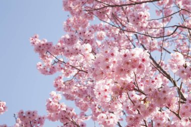 Bahçedeki güzel pembe sakura çiçekleri