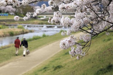 Bahar parkında kiraz çiçeklerinin açtığı ağaç dallarının yakın plan görüntüsü
