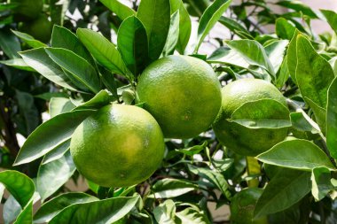 Parlak yaprakların arasında yeşil portakallar büyüyor.