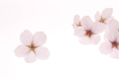 bahar kiraz çiçekleri çiçek arkaplan