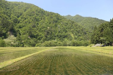 Pirinç tarlaları ve dağlar.