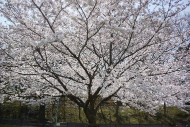 Japonya 'da kiraz çiçeği 