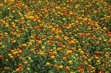 renkli çiçek Bahçe