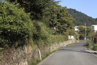 Kırsal yolun yeşil ağaçlı kırsal kesimi