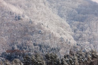 Karlı ağaçlarla dağlarda güzel bir kış