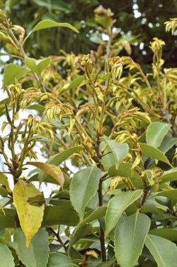 Bahçedeki yeşil bitki