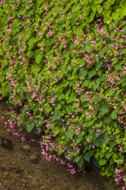 Bahçedeki güzel çiçekler