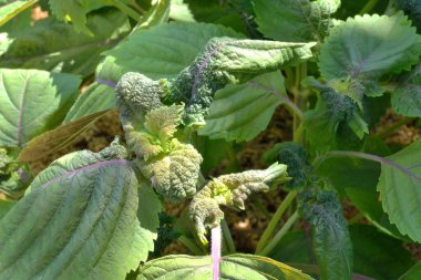 Yaz bahçesinde yeşil bitkiler, gündüz manzarası 