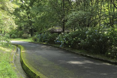 Güzel, yemyeşil bir parkın manzarası.