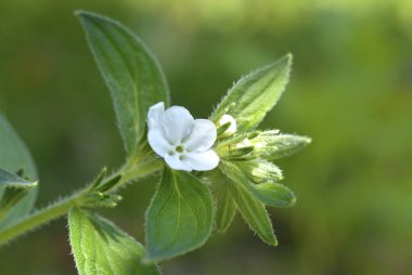 Yeşil yapraklı bir bitkinin beyaz çiçeği