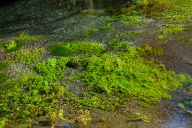 Su yüzeyinde yosun var.