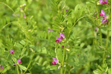 Bahçedeki güzel çiçekler