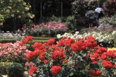 Bahçedeki güzel güller.