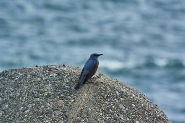 Kumsaldaki kayaya tünemiş küçük gri kuş