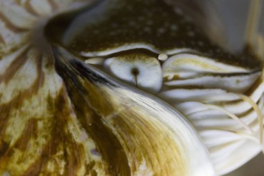 Karmaşık desenler ve dokular gösteren nautilus kabuğunun kapanışı