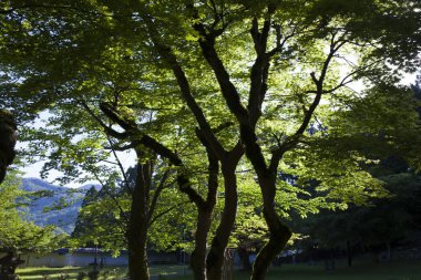 Yaz ormandaki yeşil ağaçlar