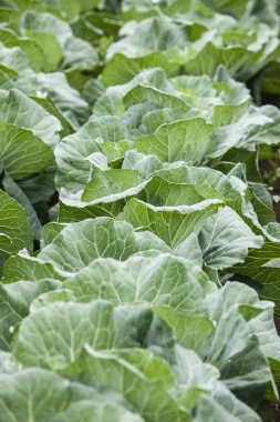 Kırsal alanda yetişen taze yeşil lahanalar.