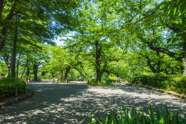 Japonya 'daki parkta yeşil ağaçlar