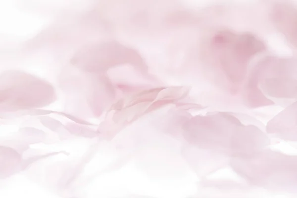 Красивый Цветок Вишни Весенний Фон — стоковое фото